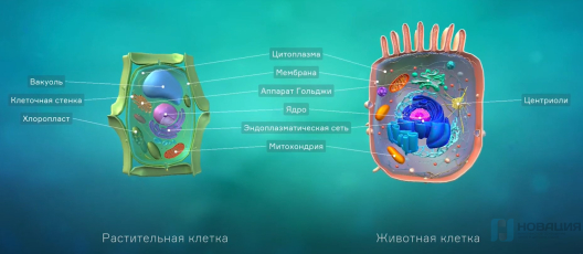 Программное обеспечение Интерактивный курс по разделу биологии «Цитология»
