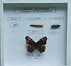 http://novacia72.ru/d/383128/d/bio-209.jpg