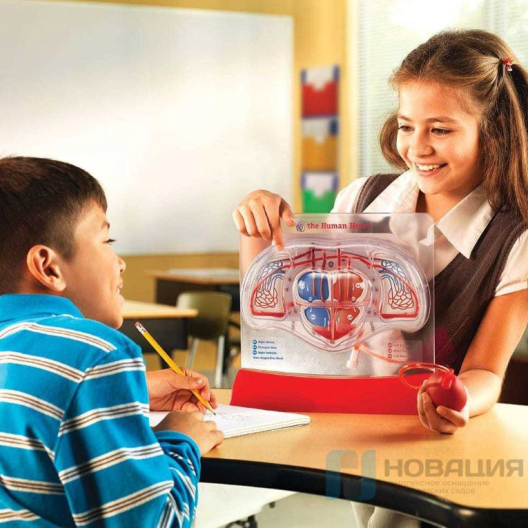 Демонстрационный материал с ручным насосом Кровеносная система человека