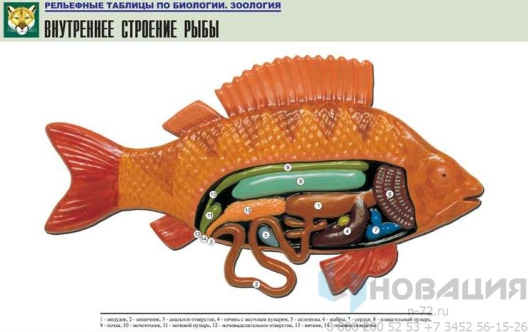 Рельефная таблица Внутреннее строение рыбы