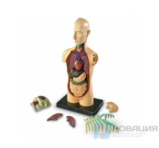 Демонстрационная модель Анатомия человека. Тело
