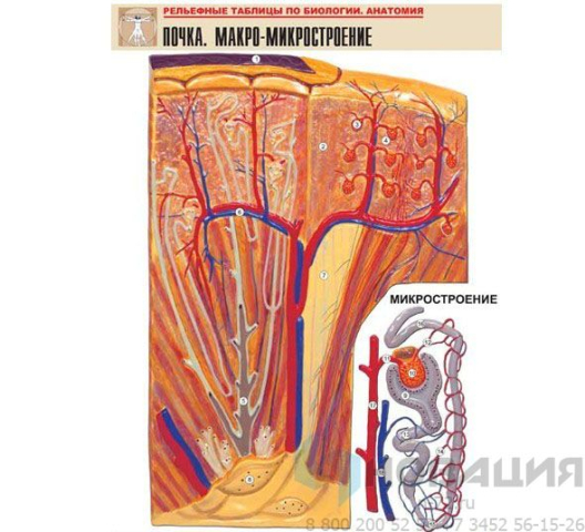 Рельефная таблица Почка. Макро-микростроение