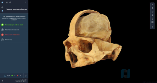 Интерактивный стол Реальная анатомия