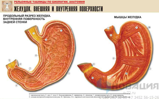 Рельефная таблица Желудок. Внешняя и внутренняя поверхности