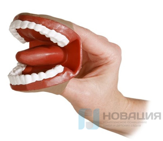 Артикуляционный аппарат муляж ротовой полости