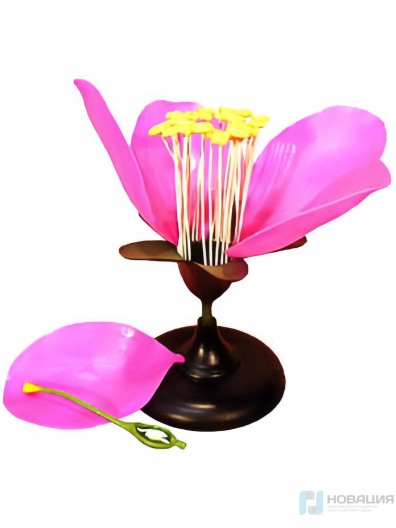 Модель Цветок яблони